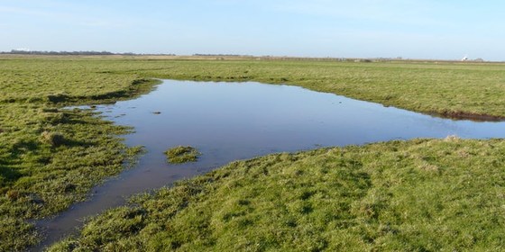 Broads Land Management Service: Wet Grassland Management Advice
