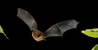Bat Walk from Geldeston Lock/Susan Ellis Wood