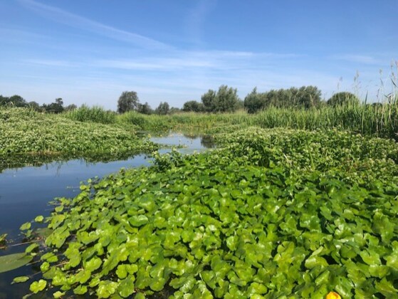 Floating Pennywort Work Party - Fri 4th Nov