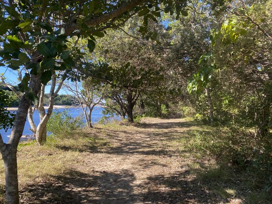 Movement and Forest Bathing walk