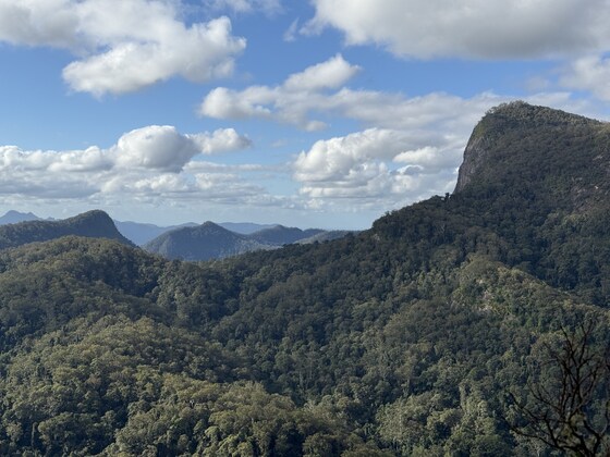 Brummies Lookout and Circuit, Sat 19 July, Wollumbin National Park