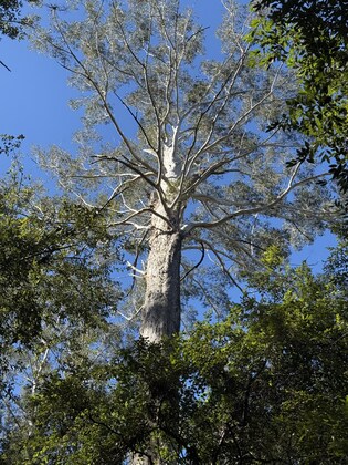 Goonengerry National Park ramble Sat 9 August