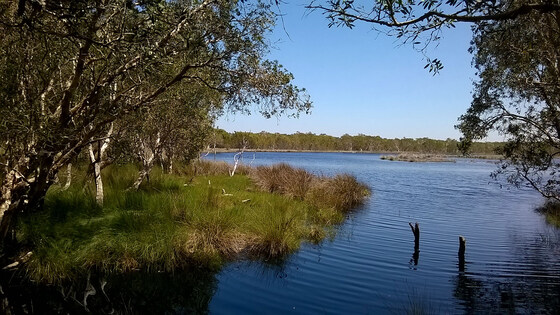 Salty Lagoon walk Saturday 18 July in Broadwater National Park