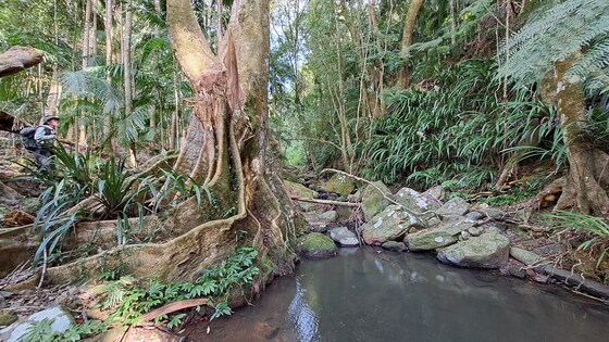 Nightcap Track, overnight 17-18 Jan