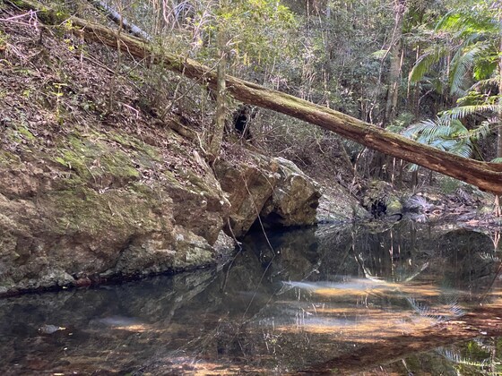 Forest Bathing with David 18 November
