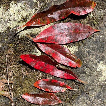 Forest Bathing and Art Walk Sat Apr 12