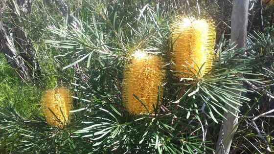 Pottsville Bush, Beach & Cleanup Sun Mar 2