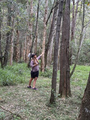 Billinudgel Nature Reserve Loop (Northern Section) Saturday 8 August