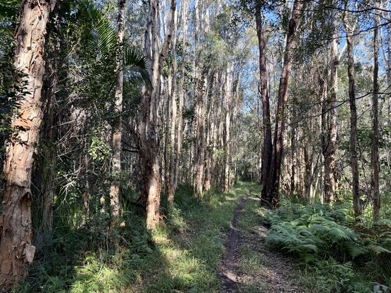 Billinudgel Nature Reserve Loop (Northern Section) Saturday 8 August