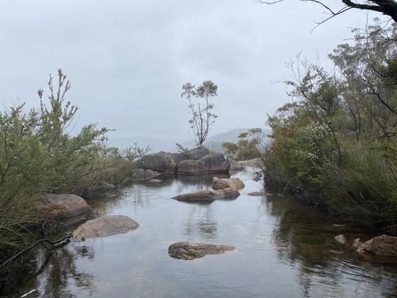 Gibraltar-Washpool World Heritage walk Easter Weekend 2/3 - 6 April