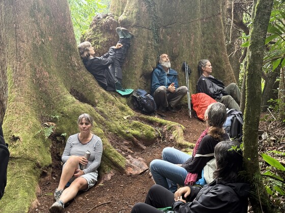 Forest Bathing walk to 1000 year old tree - Saturday 4 July