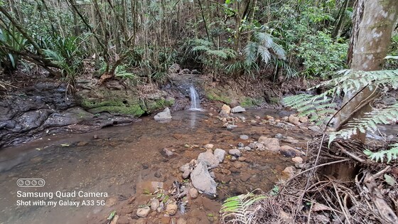 Saturday 26 August – Forest Bathing with David 