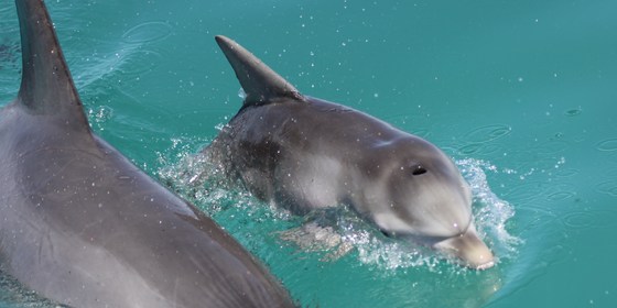 ENHG Lecture: Using Genetics as a Tool: What Genes Can Tell Us about the Fitness and Population Trends of Wild Dolphins