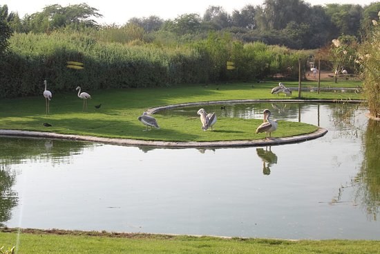 ENHG Field Trip Oct 19: Birding Trip Al Mamzar Park & Wasit Reserve  