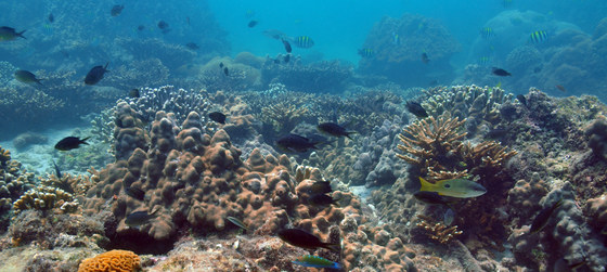 ENHG Lecture: Reef fish communities in the Arabian Gulf: Insights into the Future of Tropical oceans Under Climate Change by Dr. John A. Burt, New York University Abu Dhabi