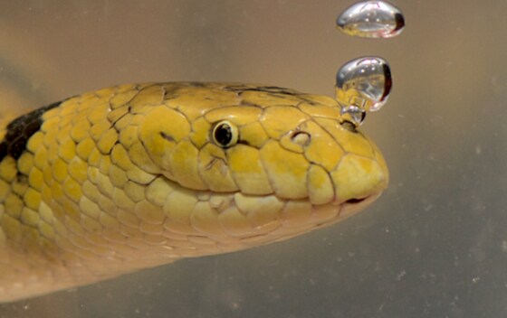 Sea snakes of Arabia by Balazs Buzas- Fujairah Marine Research Center 
