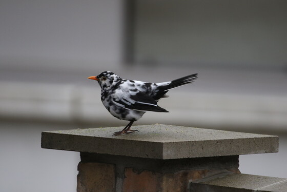 ENHG Lecture January 19: Colour Aberrations in Birds--Which Kinds Exist? By Dr. Achim Zedler