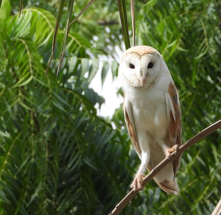 The Owls of Wadi Wurayah-by Sami Ullah Majeed 