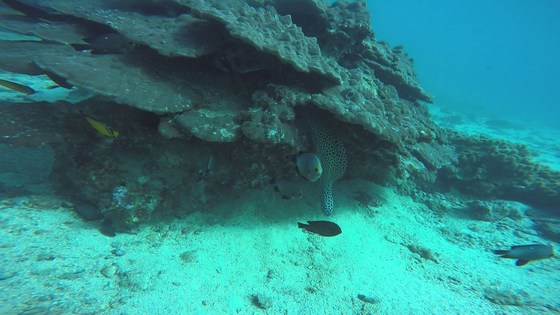 Scuba Diving and Snorkeling