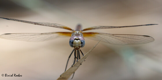 An introduction to the Odonata (Dragonflies and Damselflies) of the United Arab Emirates with Binish Roobas 