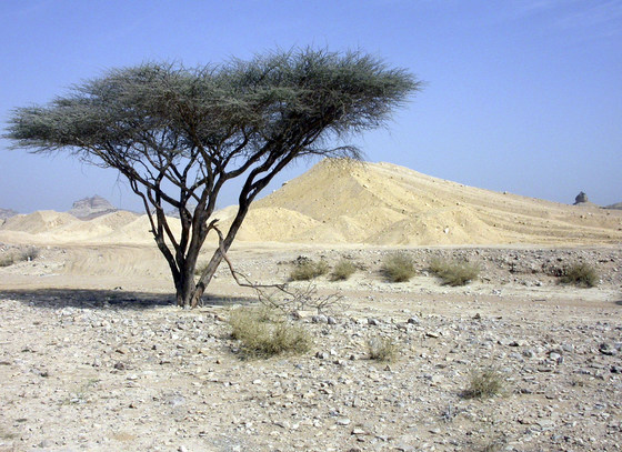 ENHG Lecture: Habitats and Habitat Mapping in the UAE by Dr. Gary Brown