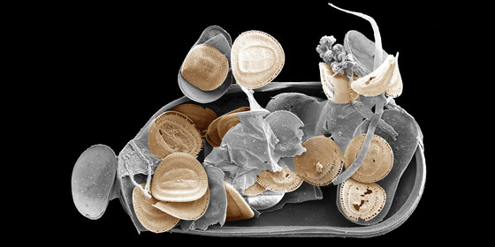 ENHG Lecture October 6: Ostracods: Tiny But Very Useful Crustaceans