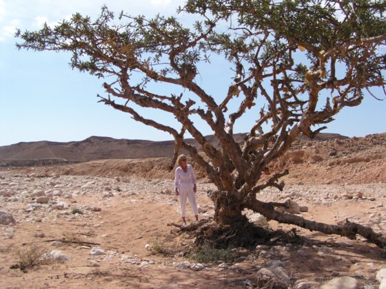 Oman and the Frankincense trade –“ the scent of history” by Hugh Willing 