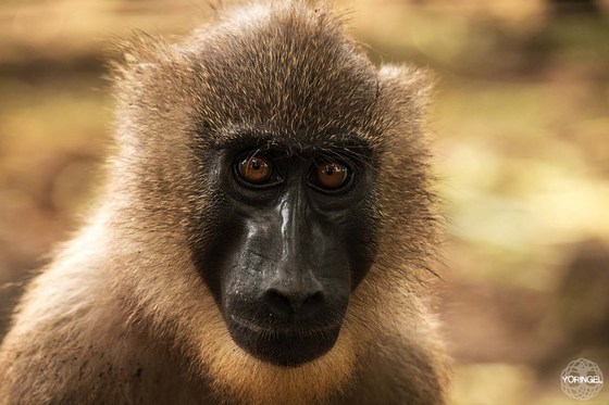 ENHG Lecture Sept 22nd: The Role of the Limbe Wildlife Centre (Cameroon, West Africa) in Conservation and Education of Local Communities