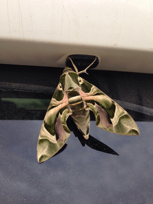  Lecture: Moths & Caterpillars of the UAE by Roland Breithaupt 