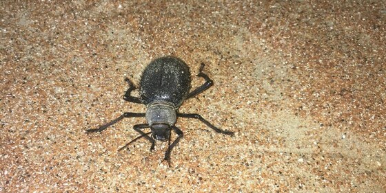 ENHG Lecture March 2: "Seeker of Dark Places" – Beetles belonging to the Family Tenebrionidae, with Dr. Brigitte Howard