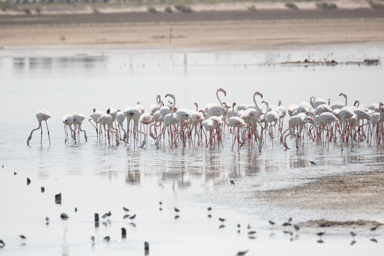 Field Trip: Flora, Fauna and Geology at Al Wathba Wetlands