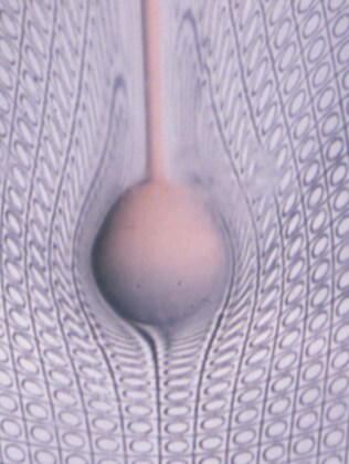 "The concept of modelling and modelling a concept" by Professor Dr. Hemin Koyi,  Khalifa University Abu Dhabi