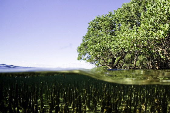 Coastal Systems Protecting Our Shorelines… from Blue Carbon to Climate Change Adaptation