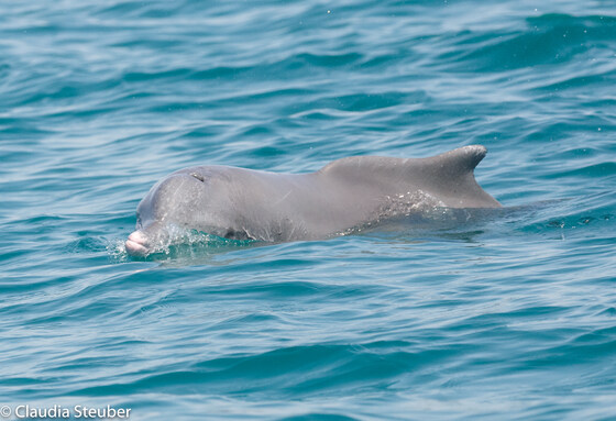 When Citizens Meet Science: Progress Towards the Conservation of Dolphins in the the UAE with Dr. Ada Natoli