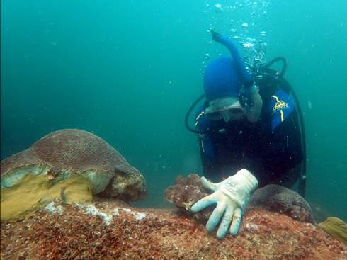 ENHG Lecture: Coral Mitigation, A Case Study: La Mer, Dubai by Edwin Palmer