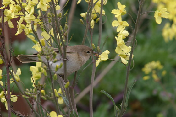 ENHG Lecture April 20: Quantum birds: The magnetic sense of night-migratory songbirds with Dr. Henrik Mouritsen