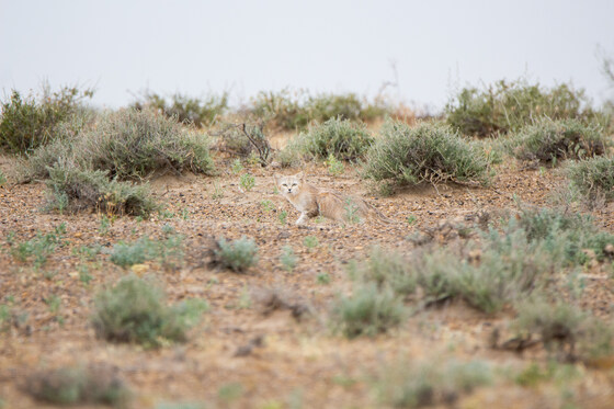 ENHG Lecture July 1: Caught on Camera--The Habitat and Habits of the Secretive Sand Cat, with Alex Brighten