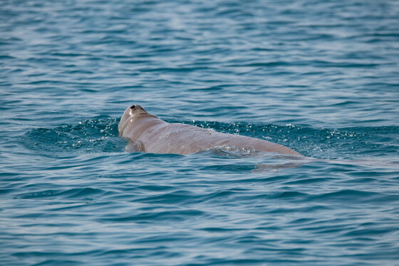 An introduction to the Arabian Marine Species Observer (AMSO) Course with Nautica Environmental Associates-Online!
