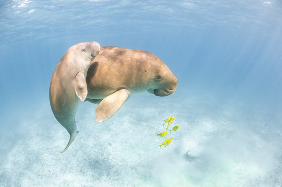 ENHG Lecture Oct 15th: Dugong Research and Conservation by Dr Donna Kwan & Dr Himansu Das