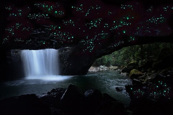 Springbrook Glow worm walk