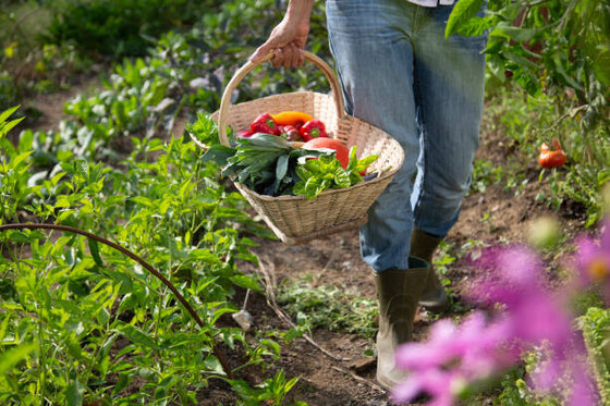 Learn how to use permaculture principles to grow delicious food at home