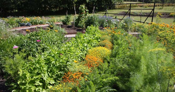 Kommuniti Edible Gardens - Prepping your summer garden