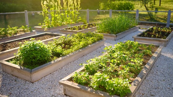 MPCA Garden 2025 Season