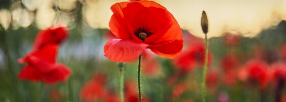 ANZAC Day Breakfast at the Club