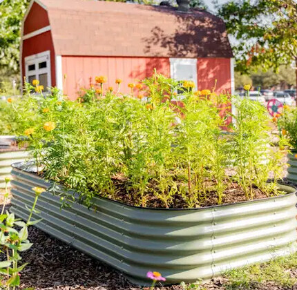 MFR Spring Planting @ Melrose Community Garden 