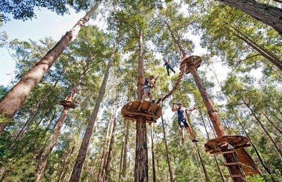Treetops Adventure