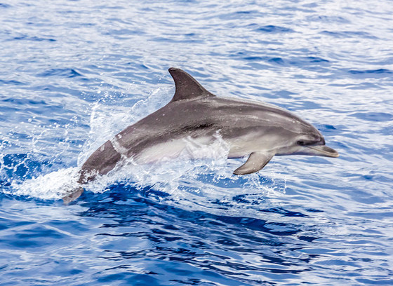 DOLPHIN WATCH GROUP
