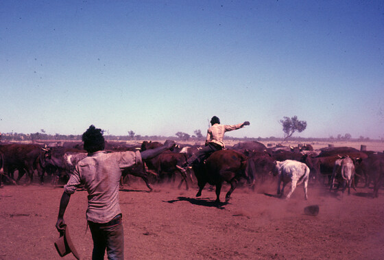Photo Group - Mustering Cattle; iPhone Photography Tips