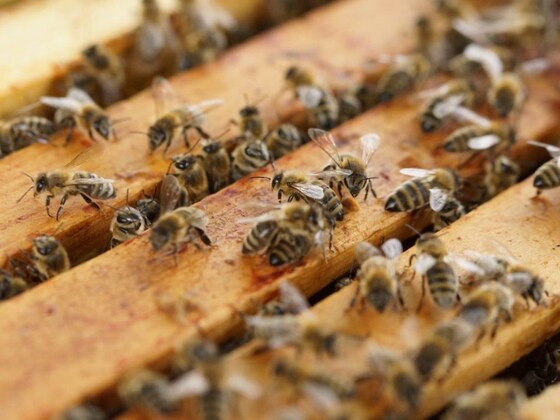 Bee  Group  Meeting 