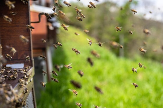 Bee  Group  Meeting 